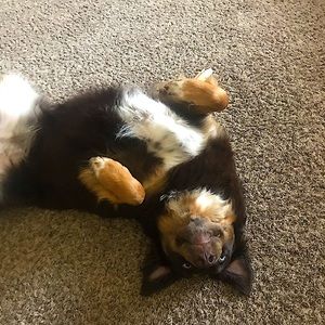 Meet your Posher, Dana